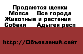 Продаются щенки Мопса. - Все города Животные и растения » Собаки   . Адыгея респ.